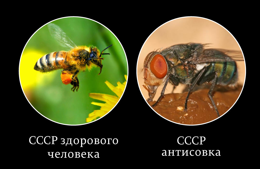 %D0%A1%D0%A1%D0%A1%D0%A0-%D0%B7%D0%B4%D0