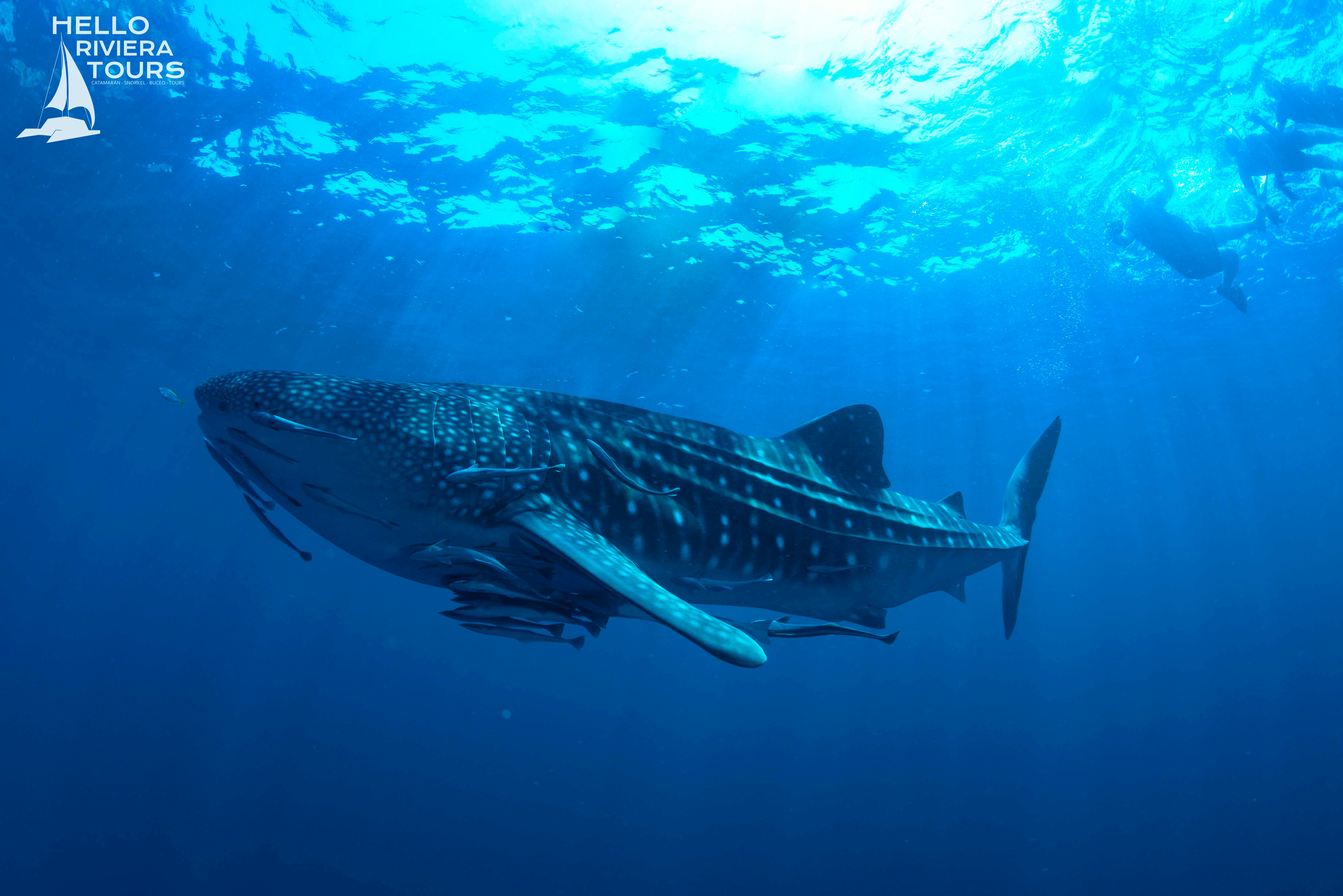 scuba diving cancun ceynotes and whale sharks