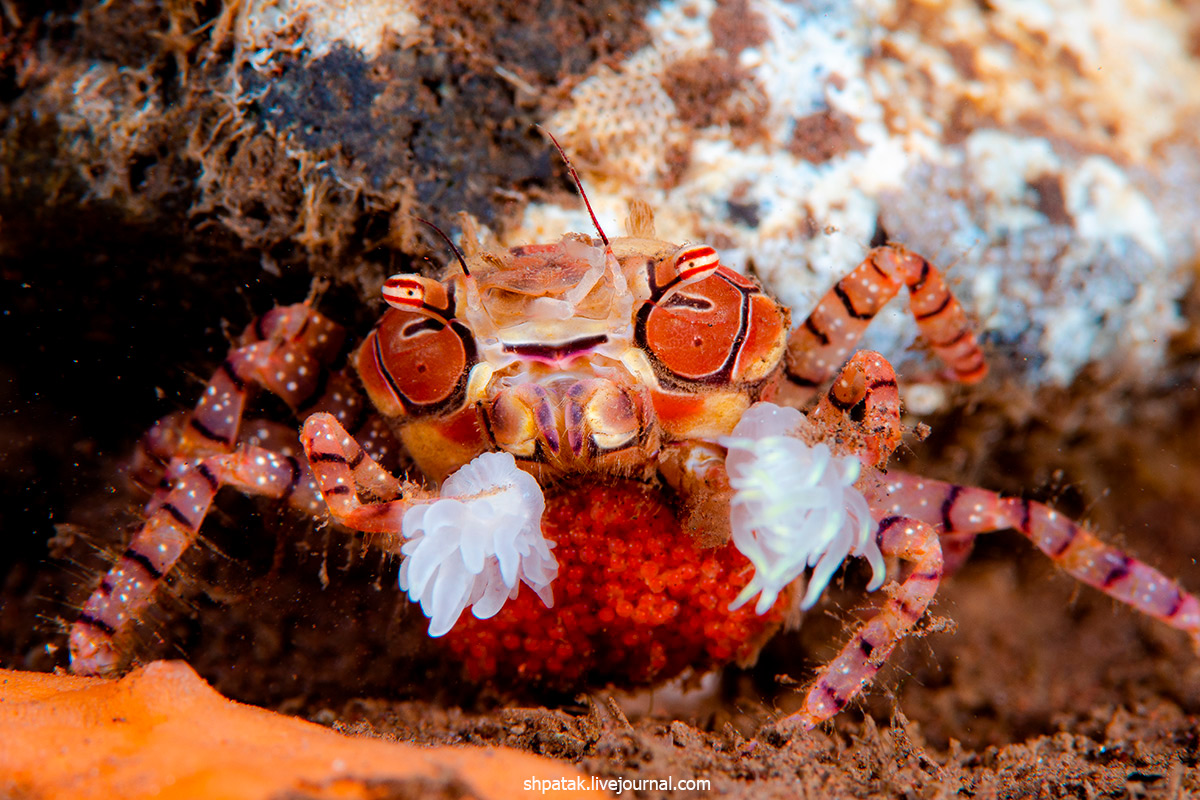 2019. Бали. Туламбен. Лето за деньги. День 13. melanesica, Hypselodoris, frogfish, clown, Bumblebe, shrimp, Искренне, икрой, Помпом, писать, чтото, D500Nikkor, Nikon, kuniei, Сегодня, вчера, ночного, после, унырялись, Goniobranhus