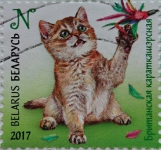 2017 котик N
