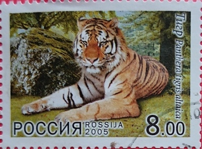 2015 тигр 8