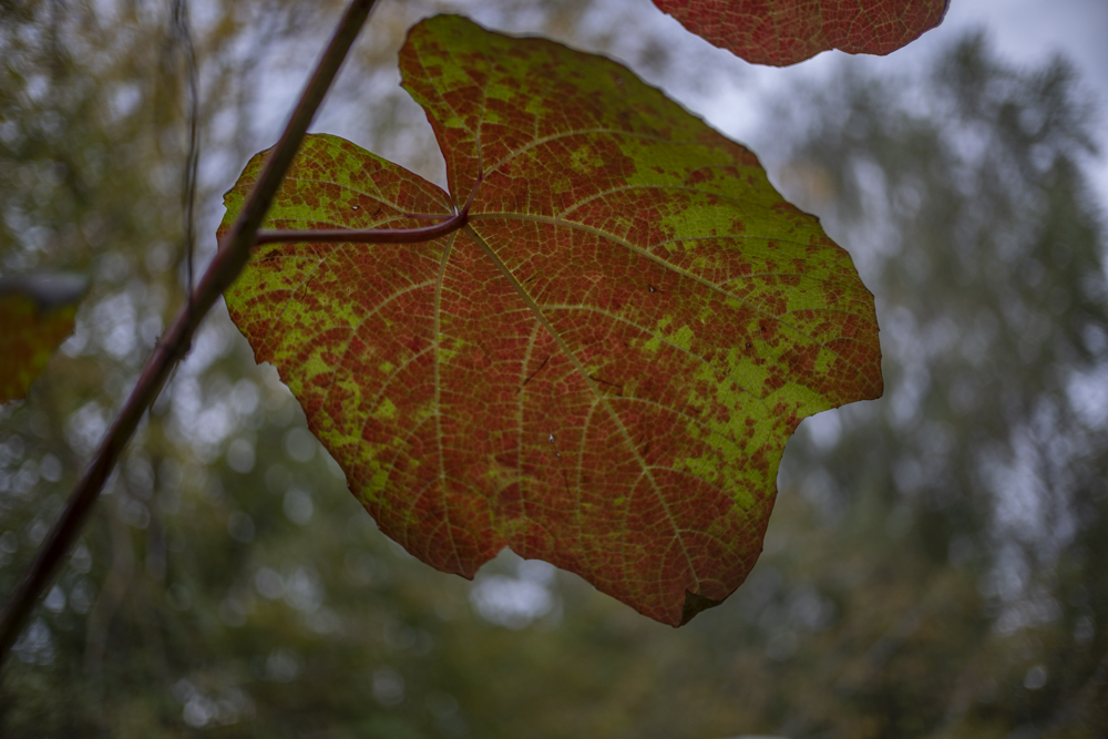TTArtisan 25mm F2