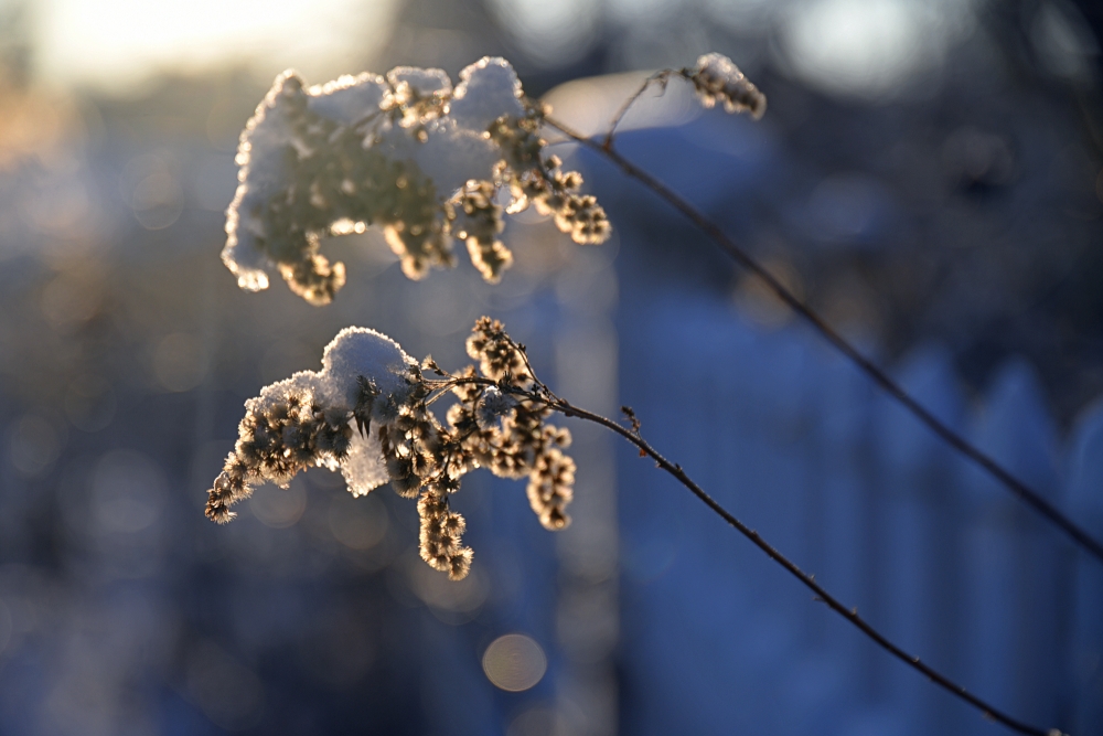 Sigma 24 105mm F4 DG OS HSM Nikon D850 Bokeh 3