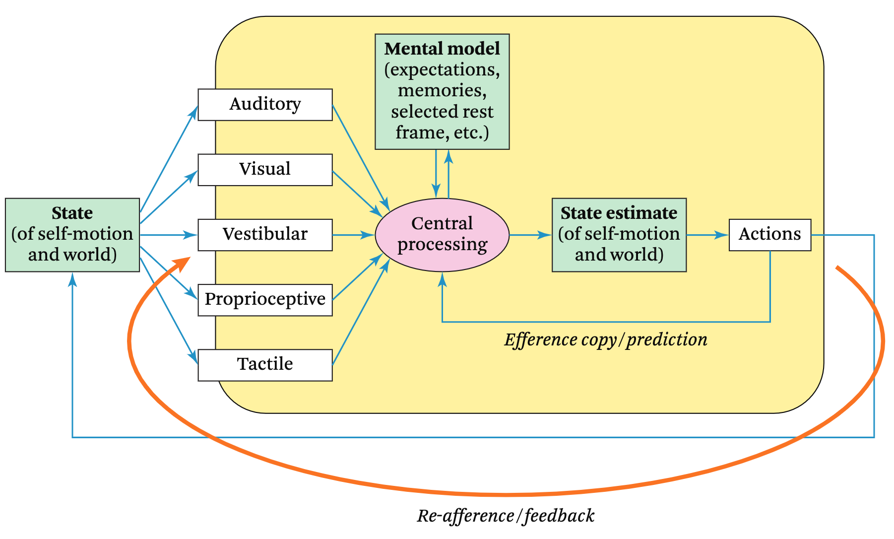 A unified model of motion perception and motion sickness, see [Jason Jerald's VR Book](https://thevrbook.net/).