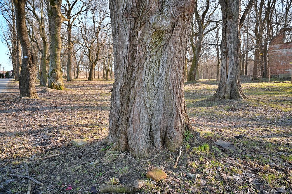 TTArtisan M 28mm F5.6 Trees