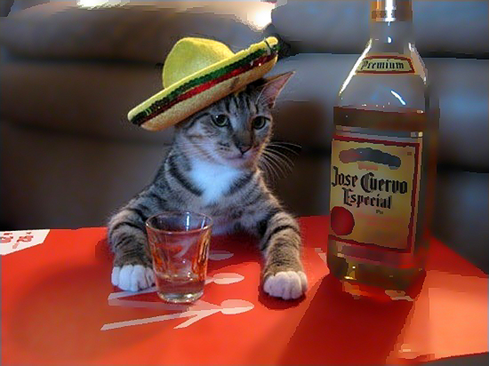 [Image: tequila_cat-shop-w.jpg]