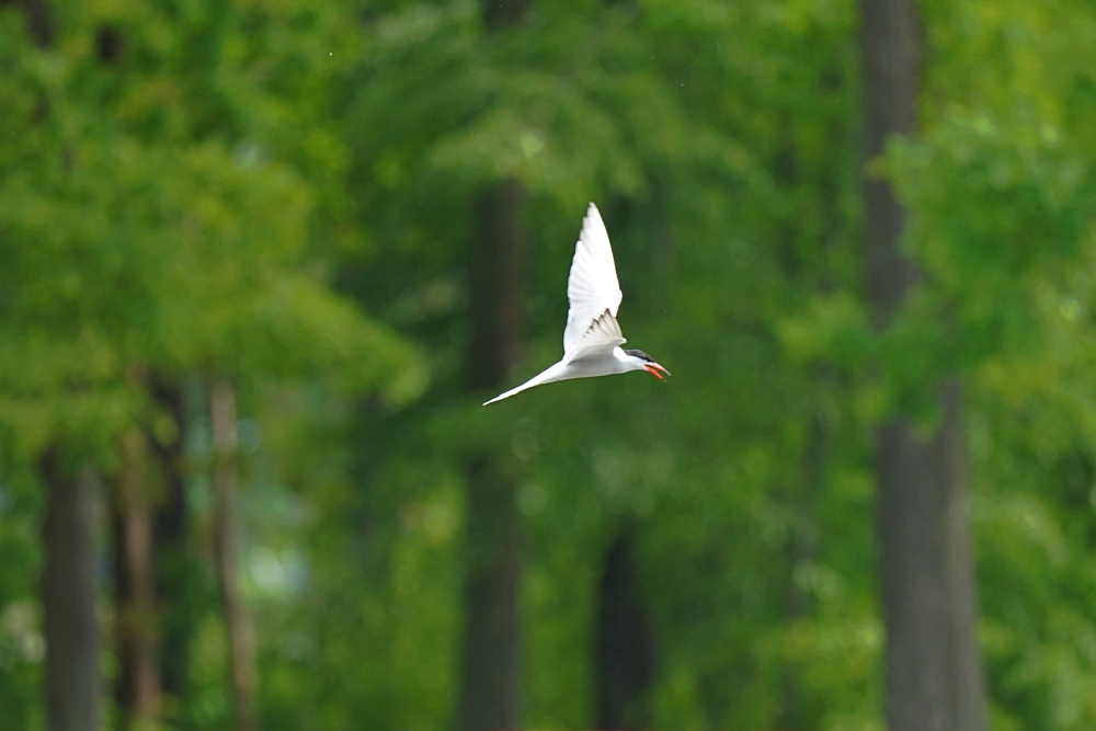 Tamron 150-500mm F5-6.7 Di III VC VXD, Sony a9 II.