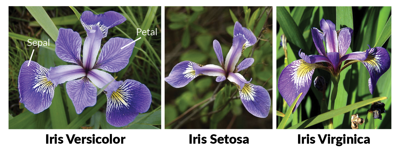 iris