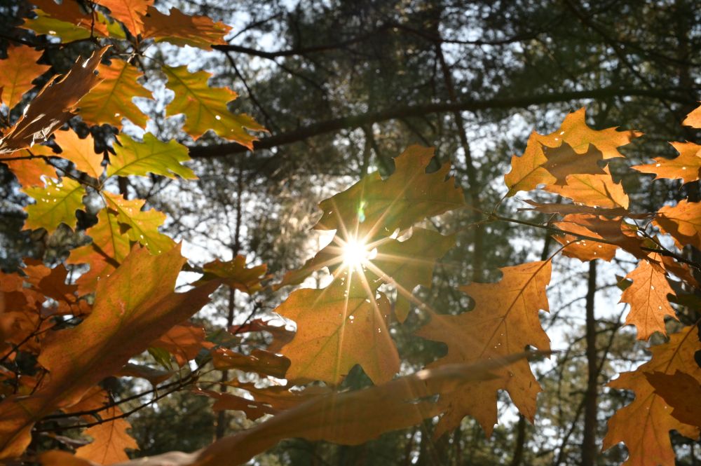 Sunstars