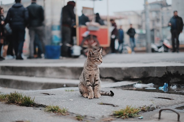 Abadoned Cat