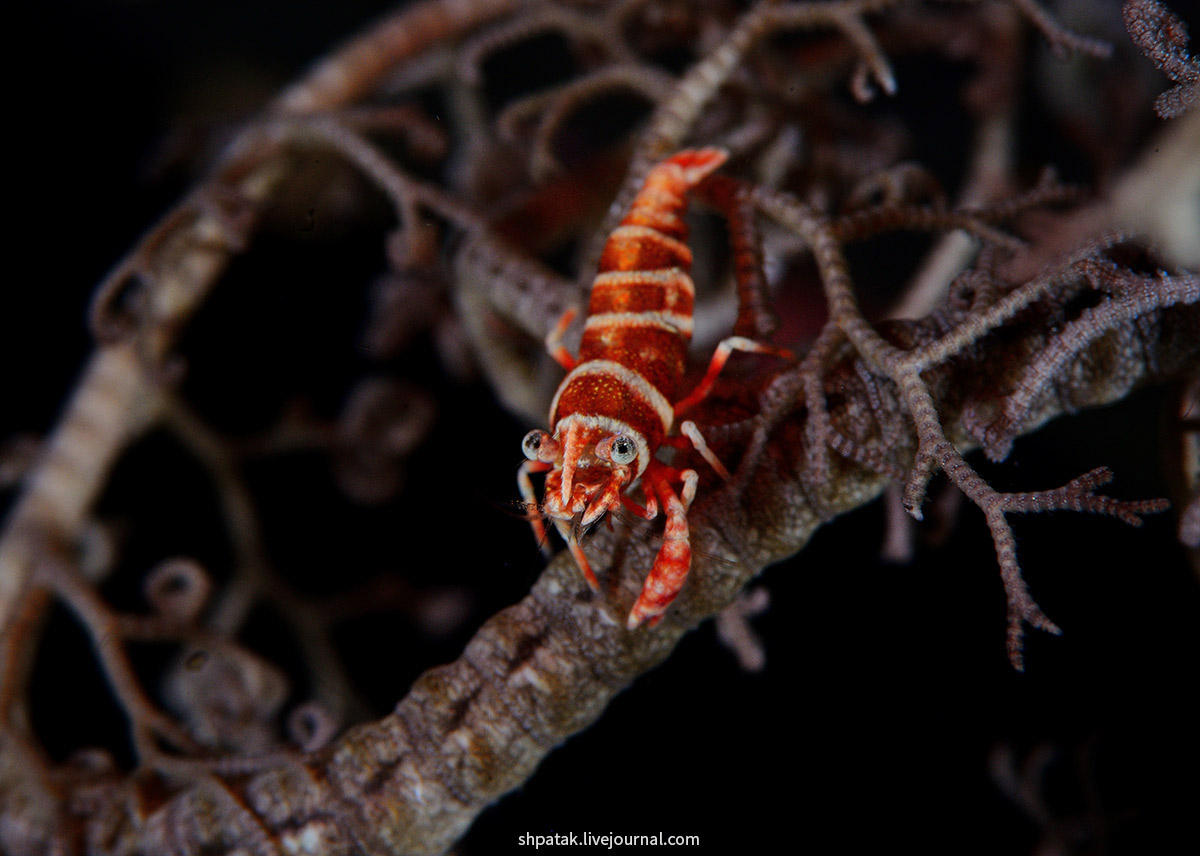 Бали. Туламбен. Ноябрь 2016. ghost, pipefish, shrimp, Ornate, Самка, самки, Basket, bumblebee, Striped, Tiger, Velvet, Трубкорылов, представитель, несколько, меньше, всегда, самец, ноябре, поездки, подборка