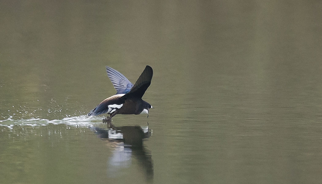 ハリオアマツバメ