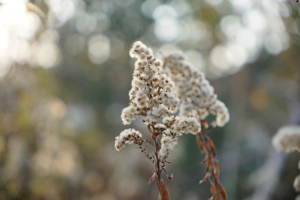 Sigma 18 50mm F2.8 CA