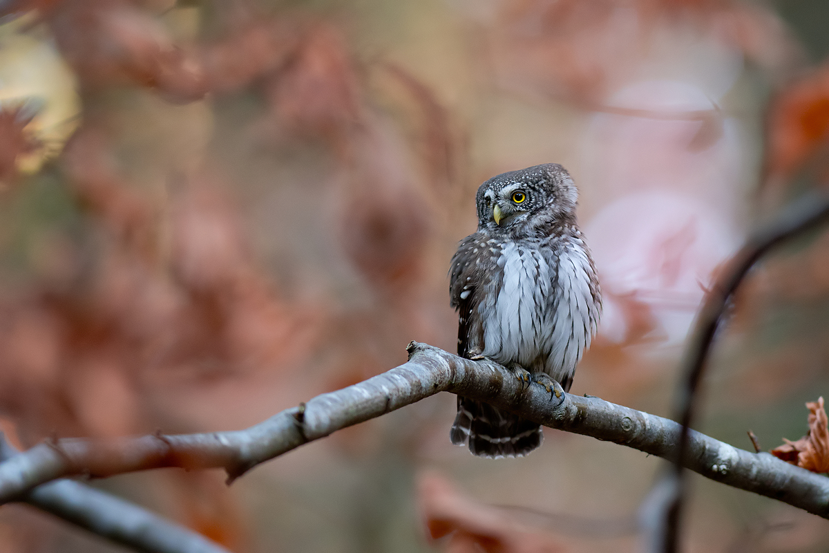 Sóweczka3 Nikon D500 Plus 300 Mm F2.8 AF S G ED VR II