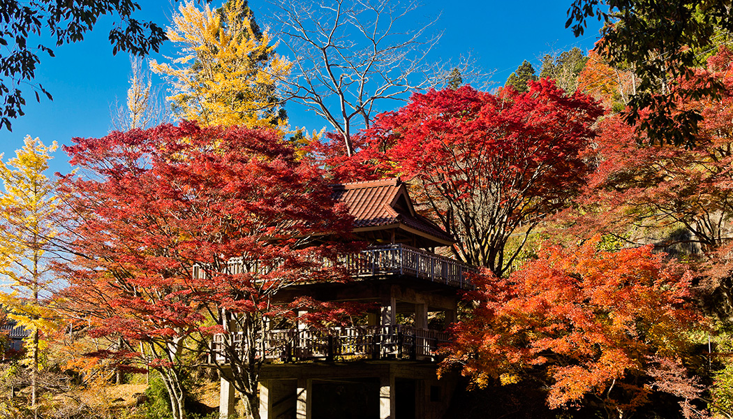 紅葉（モミジ）