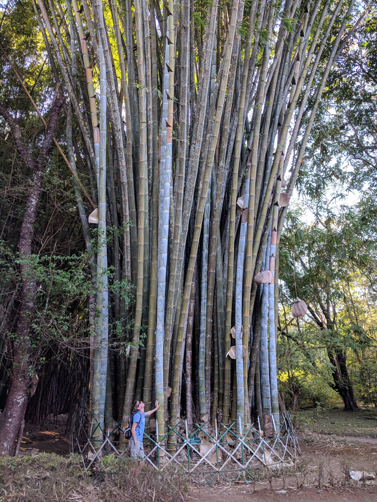 Bamboe versus Thijs