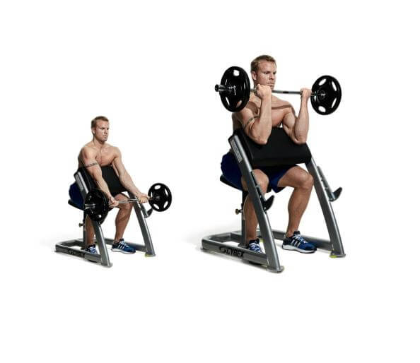 Preacher curl exercise