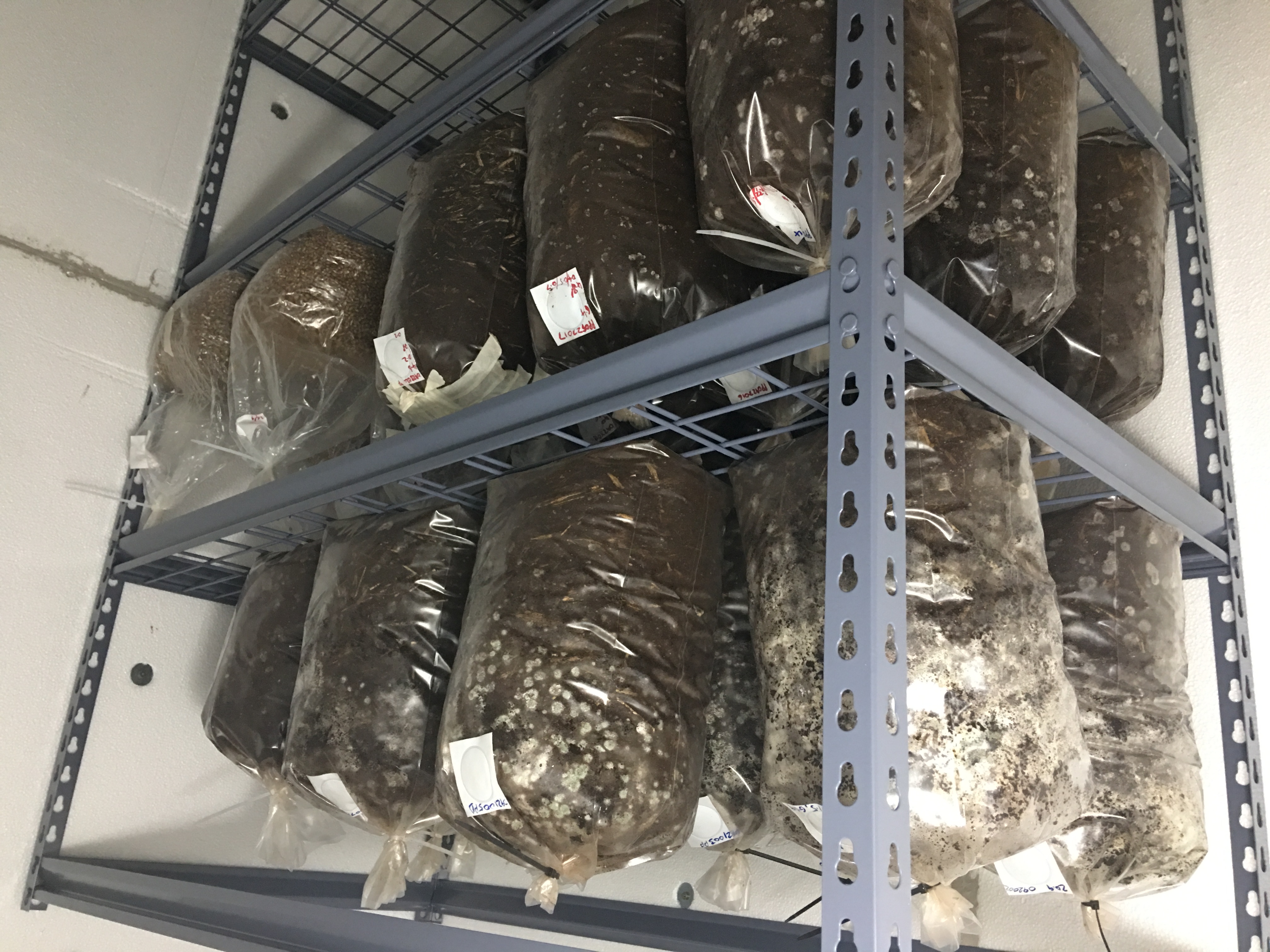 Bags on Racks