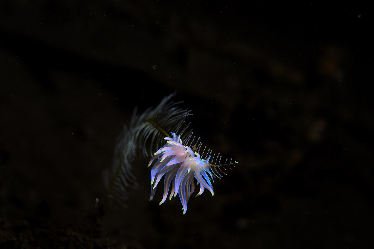 6th Mares Underwater Photo Marathon. более, фотографии, обрезка, Tenelli, изменены, самый, минимум, манипуляций, изображением, оригинал, Здесь, уменьшена, экспозиция, разапочти, ступень, полозки, делаю, камеры, увеличен, контраст