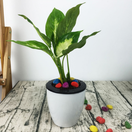 Macetero autorregante 38xØ18.5cm
