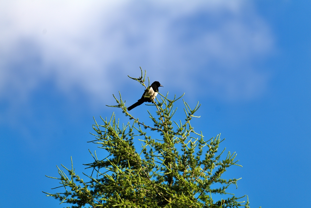 Panasonic S1R Sigma 150 600mm Bird