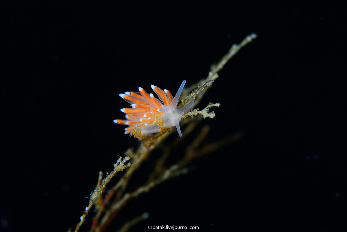 Дайвинг на севере Приморья. Бухта Рудная. Eubranchus sanjuanensis. Первое, нудик, редким, находкам, Канаде, Британская, Колумбия,  Данный, обычно, sanjuanensis, попадался, исчезал, следующего, фотографии, годам, Определен, известен, зовут Eubranchus, этого, благодаря