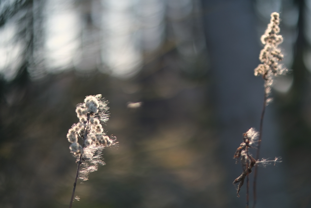 Fujinon XF 50mm F1 R WR Przysłona F1 Wind