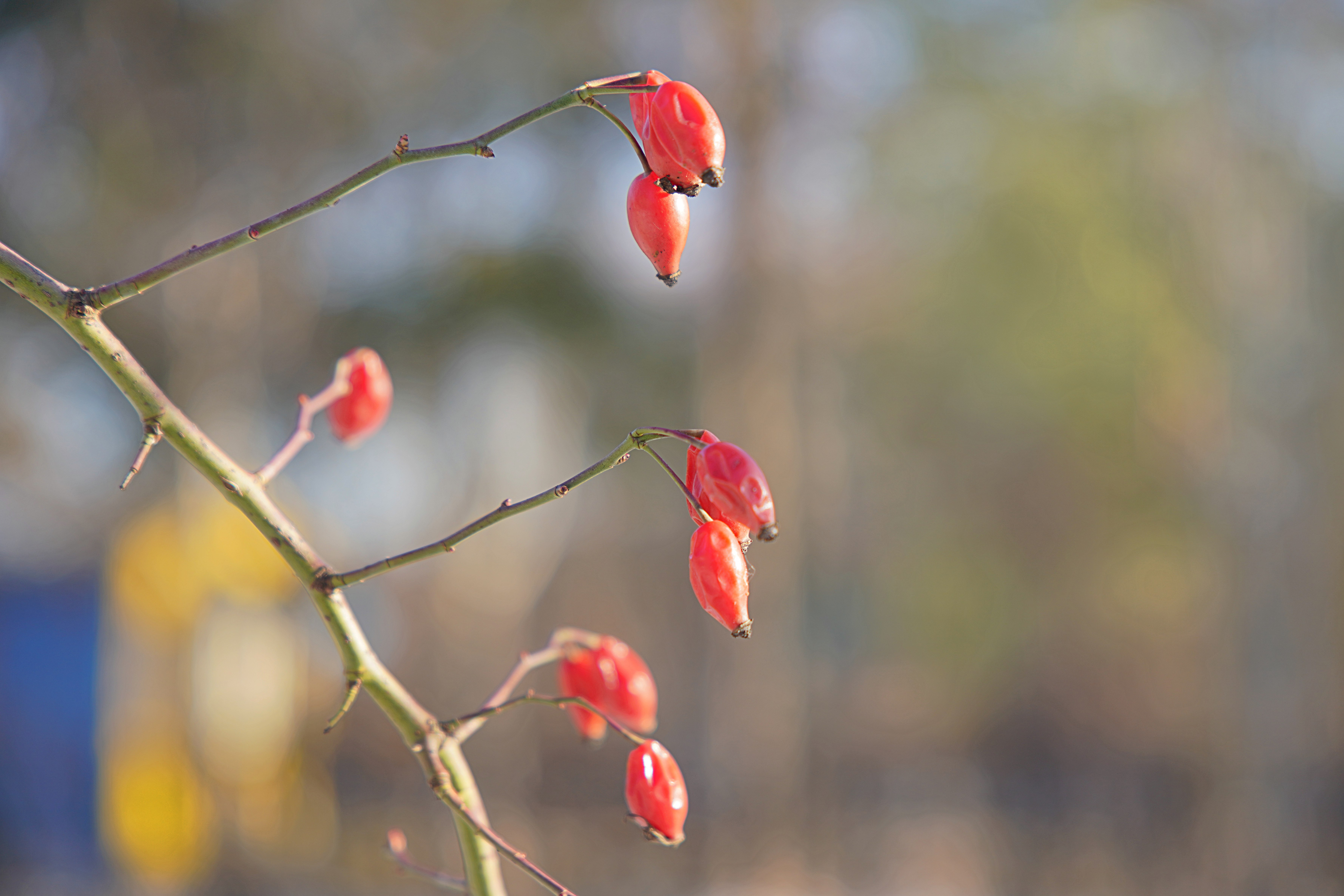 Samyang AF 24 70mm F2.8 FE Bokeh 2