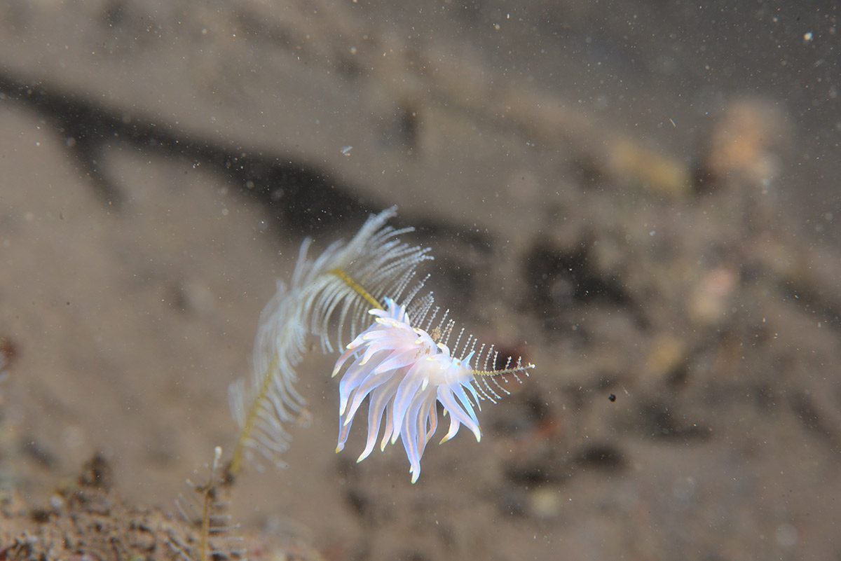 6th Mares Underwater Photo Marathon. более, фотографии, обрезка, Tenelli, изменены, самый, минимум, манипуляций, изображением, оригинал, Здесь, уменьшена, экспозиция, разапочти, ступень, полозки, делаю, камеры, увеличен, контраст