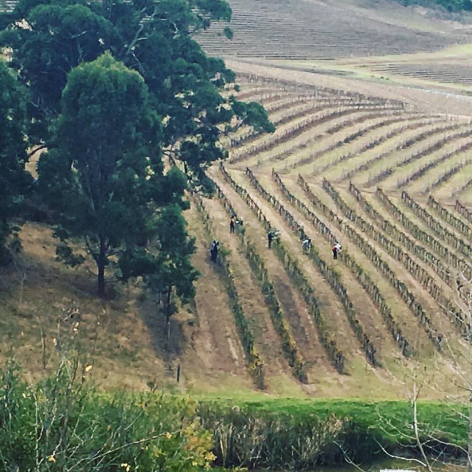 Trimming vines