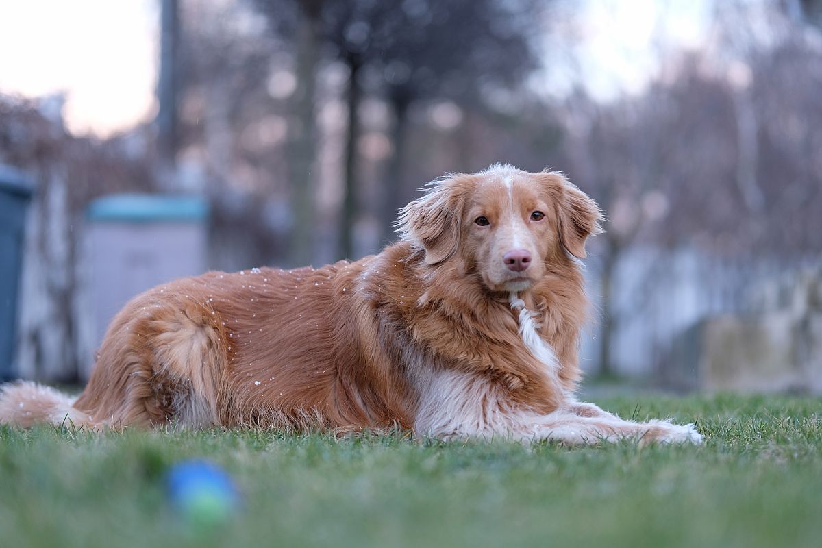 Sigma 56mm F1.4 DC DN Toller Full