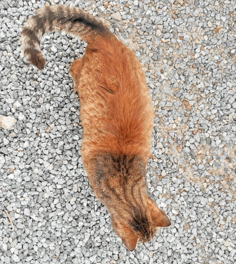 Orange Andrea