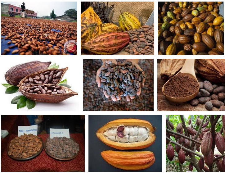 Biji Kakao Indonesia. Sumber Image Google