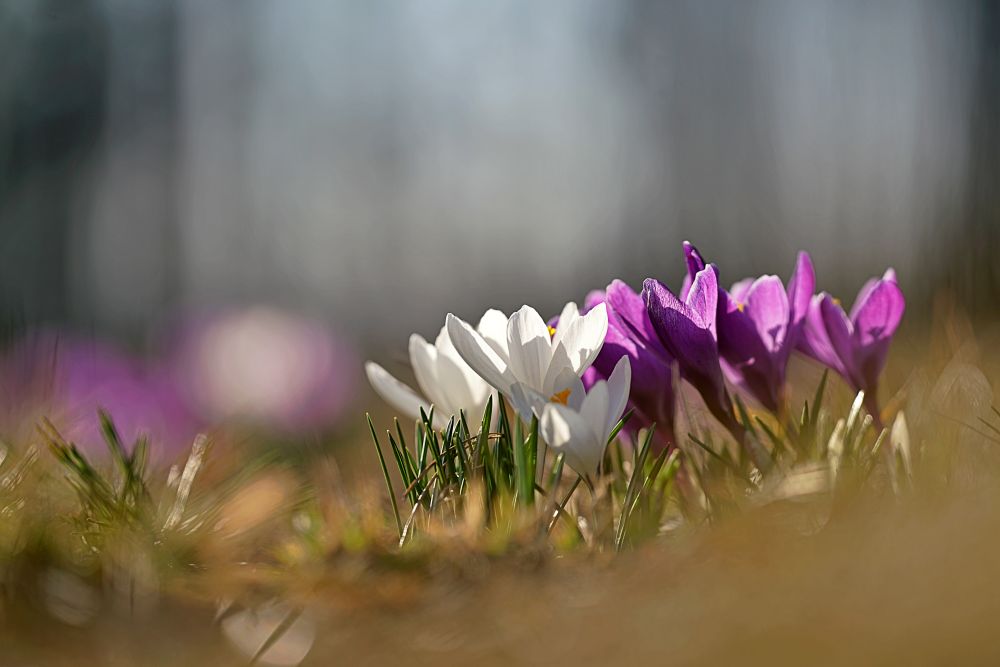 Samyang AF 135mm F1.8 FE Bloom Text