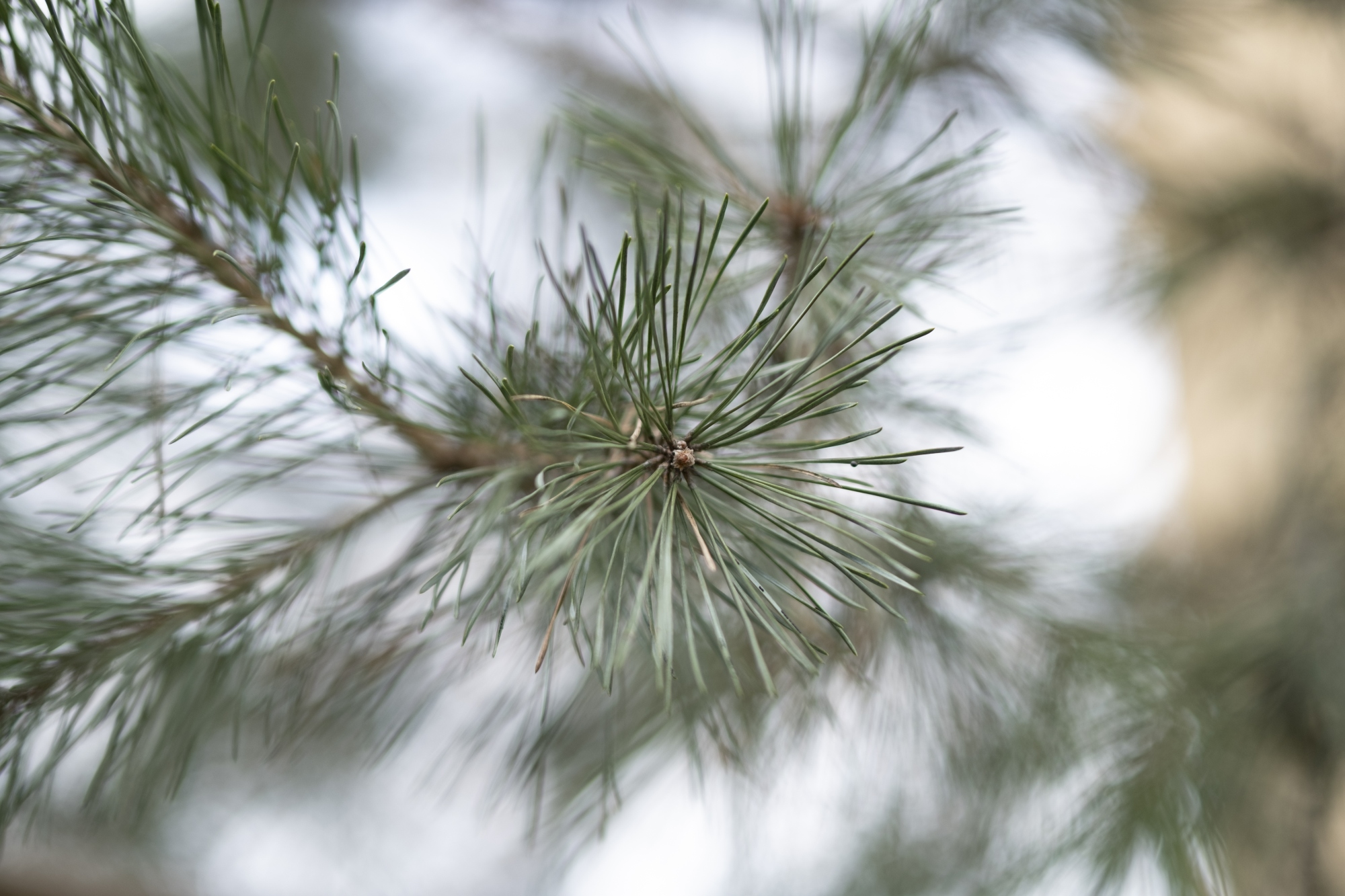 FujiFilm XF 50mm F1 R WR Fujinon na Fujifilm X-T4