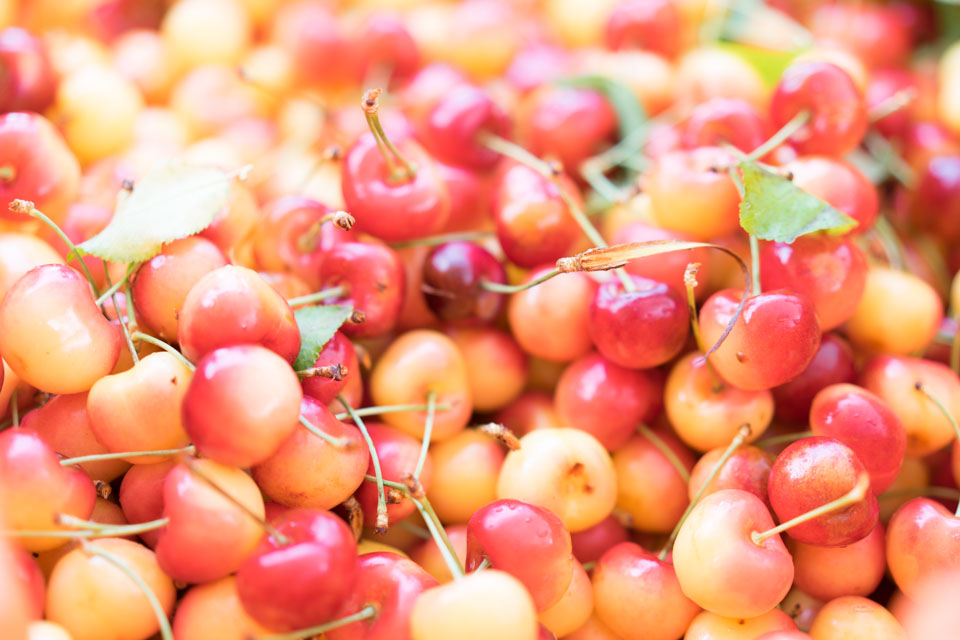 First Fruits, LLC Fresh tree fruit produce from East Wenatchee, WA