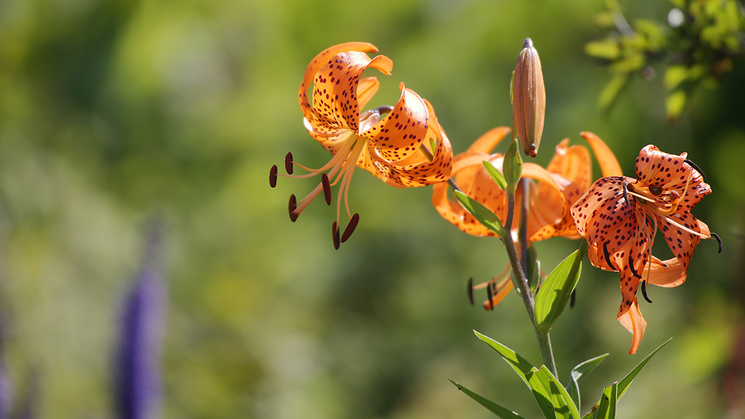 山頂の花園