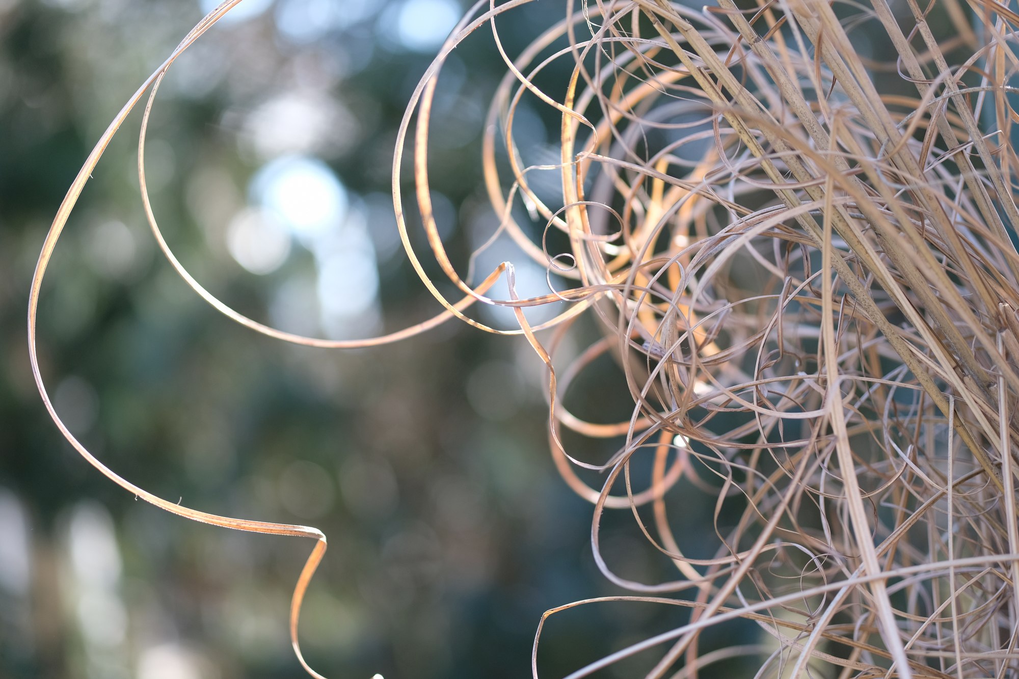 Sigma 56mm F1.4 DC DN Bokeh Content F1.4