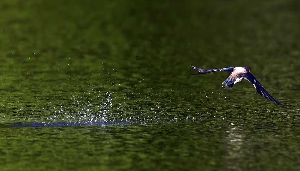 ハリオアマツバメ