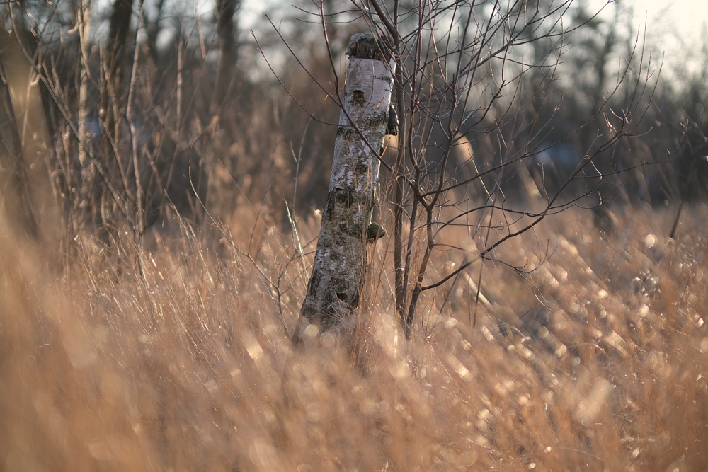 Fujinon XF 50mm F1 R WR Przysłona F1 Birch Tree