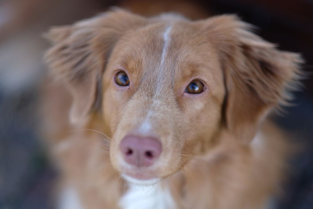 Fujinon Xf 56mm F1.2 Toller Small