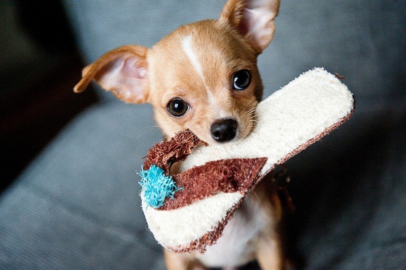 Cute puppy with slipper