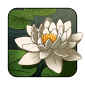 waterlily1.png