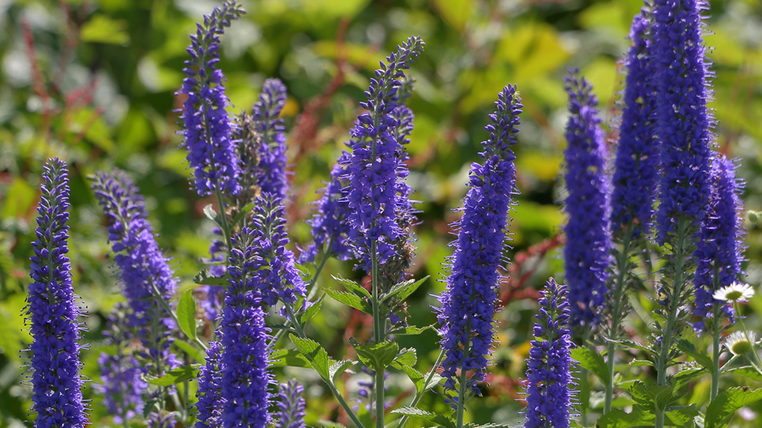 山頂の花園