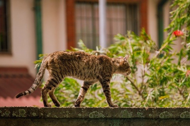 sinny stray cat