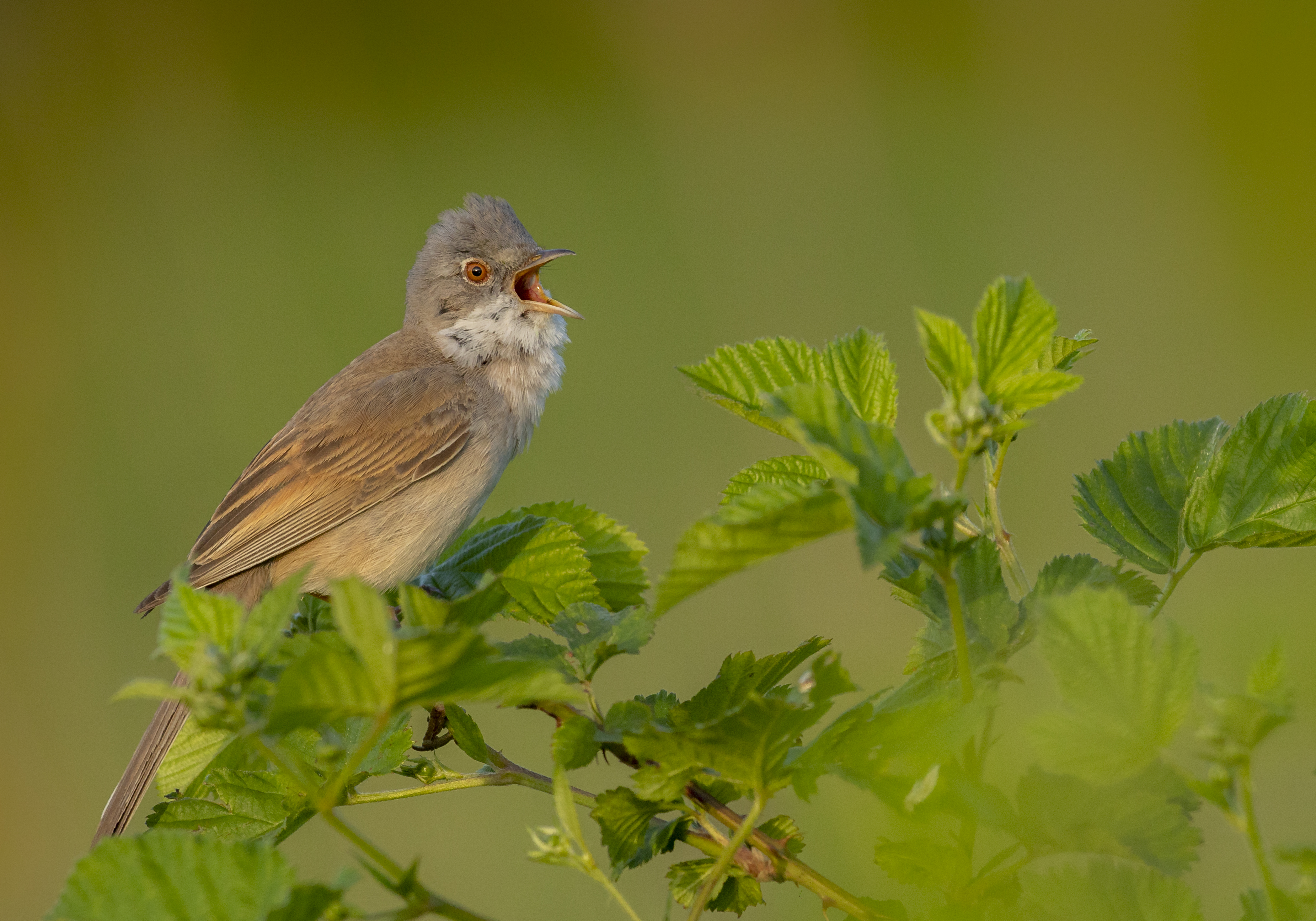 7D MARK II/Sigma S 500 Mm F4.0 DG OS HSM
