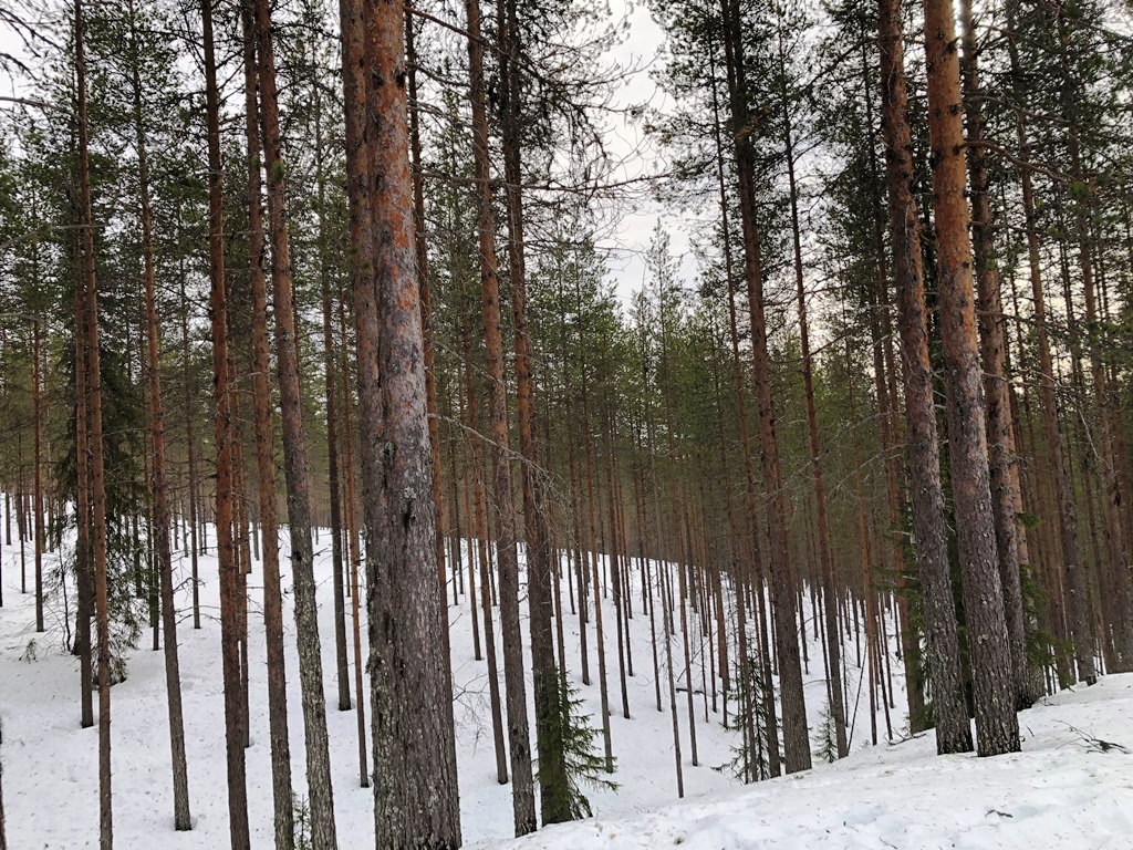 Лапландия - день шестой: Ледяные водопады и ледяной дворец 