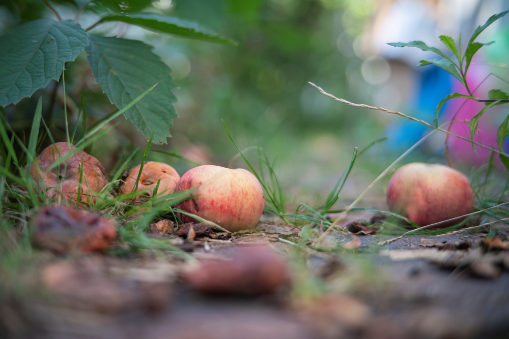 TTArtisan 50mm F2 Apples