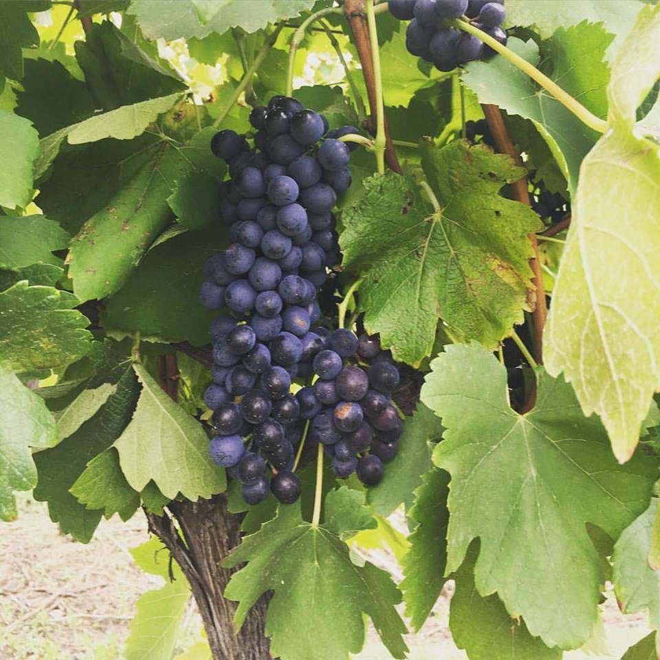 Shiraz grapes