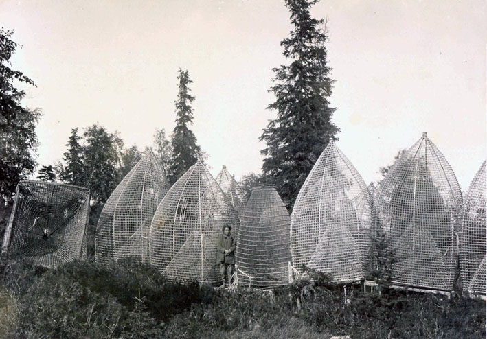 Осетровая гимга - самая большая плетеная рыболовная ловушка гимги, осетра, Север, httpsibir79livejournalcom, метра, Источник, время, Гимги, Тобольский, населения», значительные, зимней, составе, миграции, которые, сибирского, использовали, такой, Сибири, количество